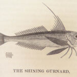 1836 FISHING 1st ed British Fish by Yarrell | Illustrated w/ 400 Woodcuts 2v SET