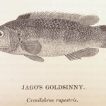 1836 FISHING 1st ed British Fish by Yarrell | Illustrated w/ 400 Woodcuts 2v SET