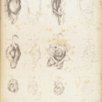 1851 Anatomy of Gravid Obstetrics OBGYN Medicine Atlas ENORMOUS FOLIO Hunter