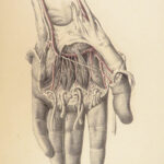1851 Surgical ANATOMY 1st US ed by Maclise | Illustrated Surgery Medicine FOLIO