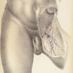 1851 Surgical ANATOMY 1st US ed by Maclise | Illustrated Surgery Medicine FOLIO