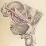 1851 Surgical ANATOMY 1st US ed by Maclise | Illustrated Surgery Medicine FOLIO