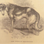 1856 DOG by Youatt | Illustrated Animals & Veterinary Medicine Canine Breeding