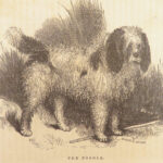 1856 DOG by Youatt | Illustrated Animals & Veterinary Medicine Canine Breeding