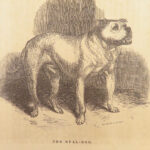 1856 DOG by Youatt | Illustrated Animals & Veterinary Medicine Canine Breeding