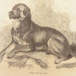 1856 DOG by Youatt | Illustrated Animals & Veterinary Medicine Canine Breeding