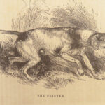 1856 DOG by Youatt | Illustrated Animals & Veterinary Medicine Canine Breeding