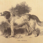 1856 DOG by Youatt | Illustrated Animals & Veterinary Medicine Canine Breeding