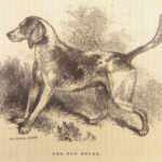 1856 DOG by Youatt | Illustrated Animals & Veterinary Medicine Canine Breeding