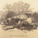 1856 DOG by Youatt | Illustrated Animals & Veterinary Medicine Canine Breeding