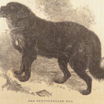 1856 DOG by Youatt | Illustrated Animals & Veterinary Medicine Canine Breeding