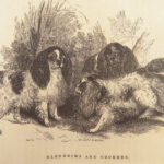 1856 DOG by Youatt | Illustrated Animals & Veterinary Medicine Canine Breeding