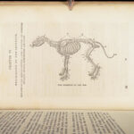 1856 DOG by Youatt | Illustrated Animals & Veterinary Medicine Canine Breeding