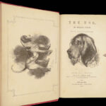 1856 DOG by Youatt | Illustrated Animals & Veterinary Medicine Canine Breeding
