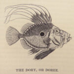 A History of British Fishes –Yarrell – 1841 | Angling Woodcuts | 3v Fine Binding
