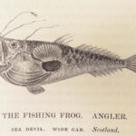 A History of British Fishes –Yarrell – 1841 | Angling Woodcuts | 3v Fine Binding