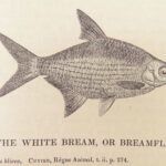 A History of British Fishes –Yarrell – 1841 | Angling Woodcuts | 3v Fine Binding