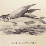 A History of British Fishes –Yarrell – 1841 | Angling Woodcuts | 3v Fine Binding