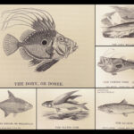 A History of British Fishes –Yarrell – 1841 | Angling Woodcuts | 3v Fine Binding