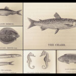 A History of British Fishes –Yarrell – 1841 | Angling Woodcuts | 3v Fine Binding