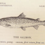 A History of British Fishes –Yarrell – 1841 | Angling Woodcuts | 3v Fine Binding