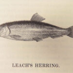 A History of British Fishes –Yarrell – 1841 | Angling Woodcuts | 3v Fine Binding