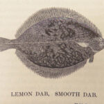 A History of British Fishes –Yarrell – 1841 | Angling Woodcuts | 3v Fine Binding