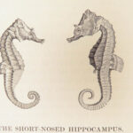 A History of British Fishes –Yarrell – 1841 | Angling Woodcuts | 3v Fine Binding