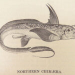A History of British Fishes –Yarrell – 1841 | Angling Woodcuts | 3v Fine Binding