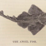 A History of British Fishes –Yarrell – 1841 | Angling Woodcuts | 3v Fine Binding