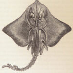 A History of British Fishes –Yarrell – 1841 | Angling Woodcuts | 3v Fine Binding