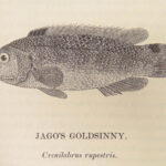 A History of British Fishes –Yarrell – 1841 | Angling Woodcuts | 3v Fine Binding
