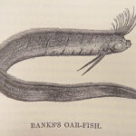 A History of British Fishes –Yarrell – 1841 | Angling Woodcuts | 3v Fine Binding