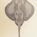 A History of British Fishes –Yarrell – 1841 | Angling Woodcuts | 3v Fine Binding