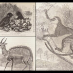 La Descendance de l’Homme – Charles Darwin – 1872 | First French Edition in Publisher’s Cloth