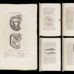 La Descendance de l’Homme – Charles Darwin – 1872 | First French Edition in Publisher’s Cloth