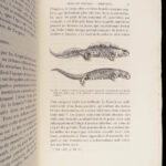 La Descendance de l’Homme – Charles Darwin – 1872 | First French Edition in Publisher’s Cloth