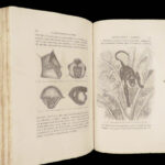 La Descendance de l’Homme – Charles Darwin – 1872 | First French Edition in Publisher’s Cloth