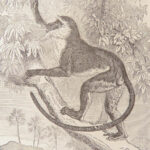 La Descendance de l’Homme – Charles Darwin – 1872 | First French Edition in Publisher’s Cloth