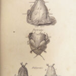 A New System of Domestic Cookery – Mrs. Rundell – 1833 | French Recipes, Exquisite Binding