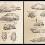 A New System of Domestic Cookery – Mrs. Rundell – 1833 | French Recipes, Exquisite Binding