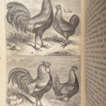 The Economical Housekeeper – J.H. Walsh – 1857 | Illustrated, Beautiful Binding