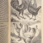 The Economical Housekeeper – J.H. Walsh – 1857 | Illustrated, Beautiful Binding