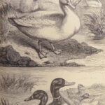 The Economical Housekeeper – J.H. Walsh – 1857 | Illustrated, Beautiful Binding