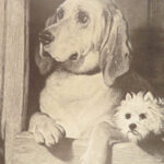 Engravings from Landseer – Edwin Landseer – 1876 | 1st American edition Folio