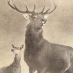 Engravings from Landseer – Edwin Landseer – 1876 | 1st American edition Folio