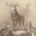 Engravings from Landseer – Edwin Landseer – 1876 | 1st American edition Folio