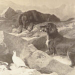 Engravings from Landseer – Edwin Landseer – 1876 | 1st American edition Folio