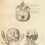 1698 Myographia Nova by John Browne | Muscles Casserio Anatomy Plates Medicine