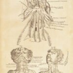 1698 Myographia Nova by John Browne | Muscles Casserio Anatomy Plates Medicine